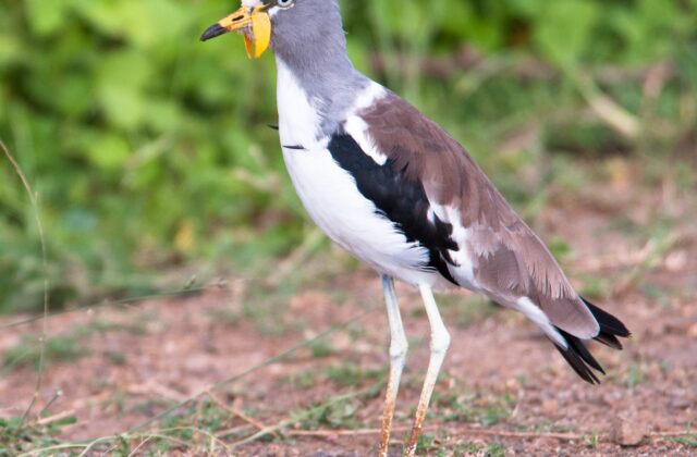 White-crowned Lapwing