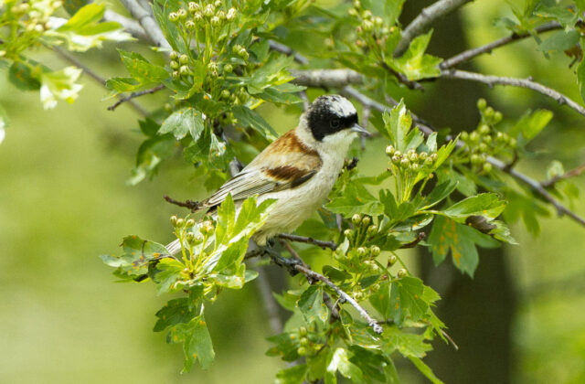 White-crowned Penduline Tit