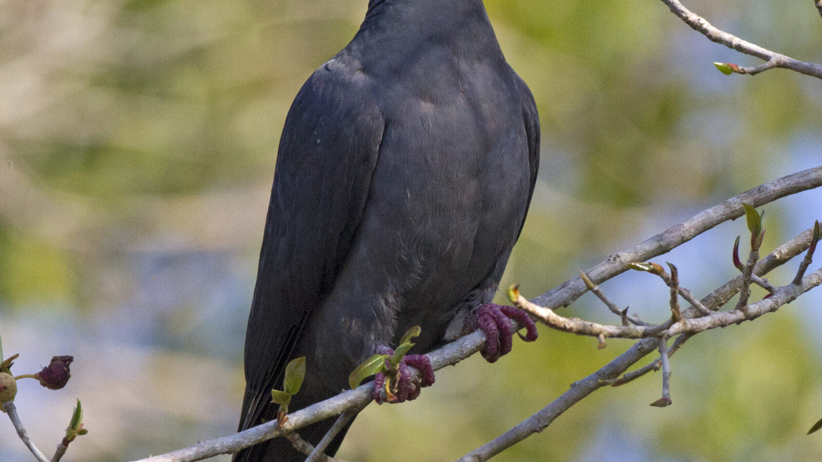 White-crowned Pigeon