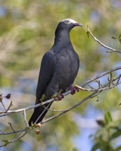 White-crowned Pigeon
