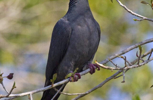 White-crowned Pigeon