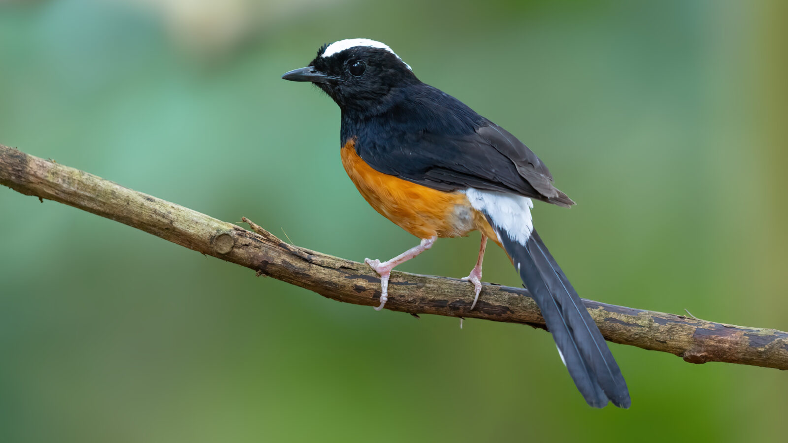 White-crowned Shama