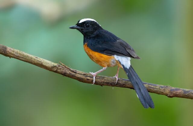 White-crowned Shama