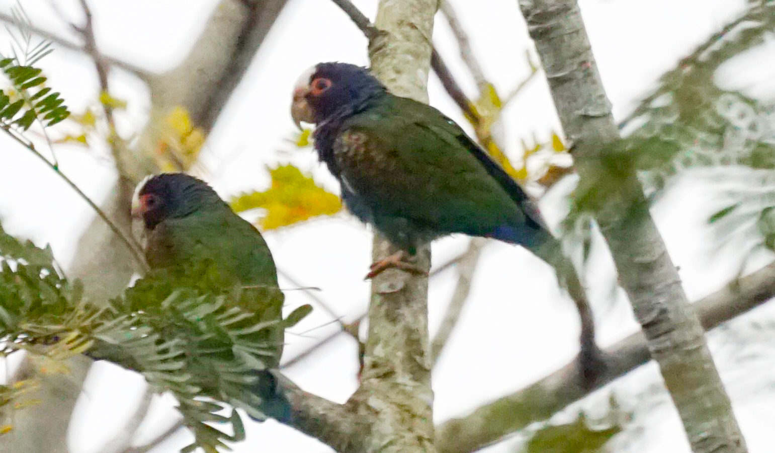 White-crowned Parrot