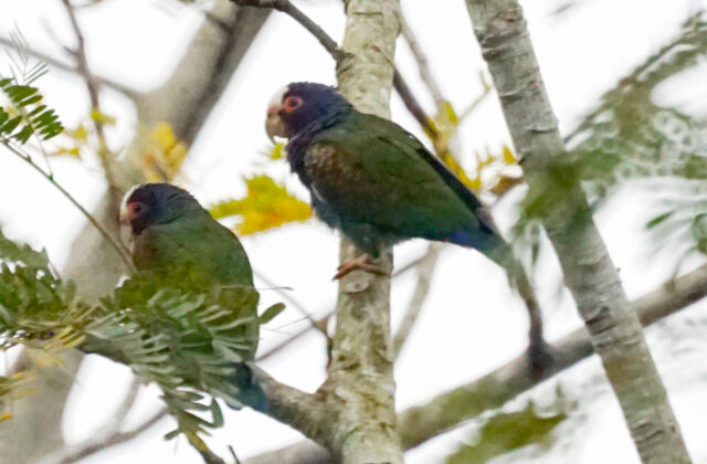 White-crowned Parrot
