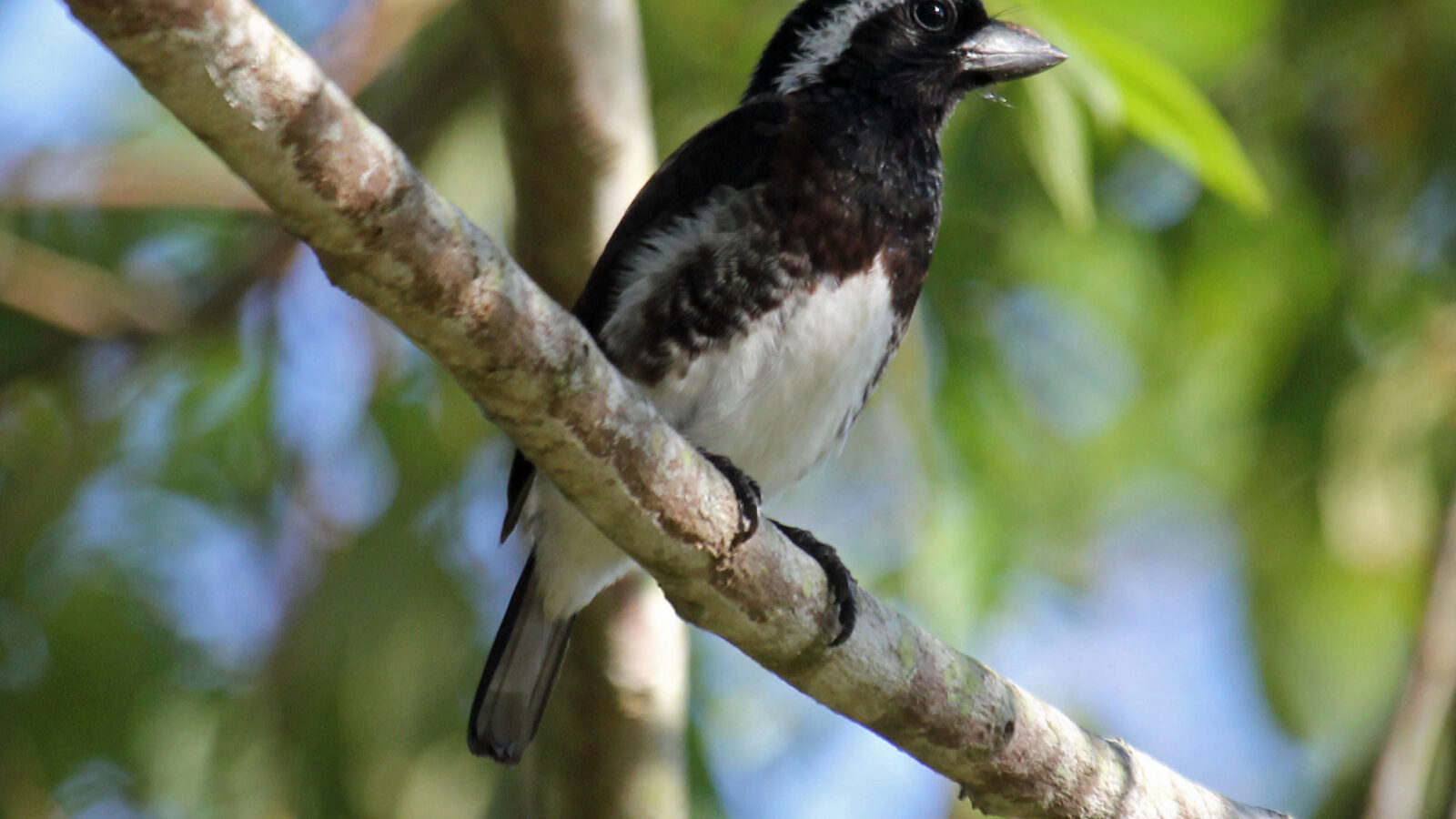 White-eared Barbet