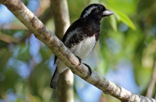 White-eared Barbet