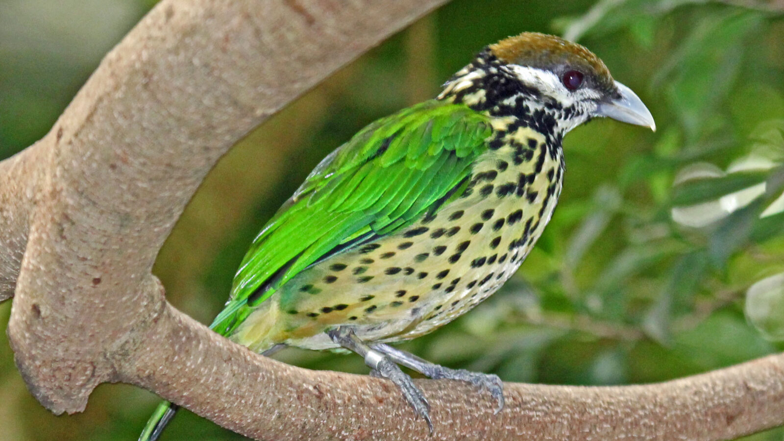 White-eared Catbird