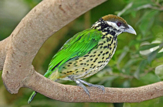 White-eared Catbird