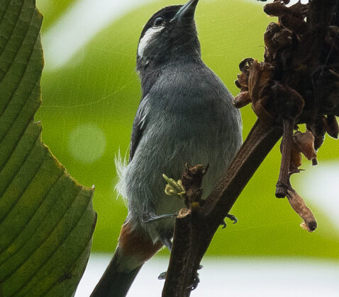 White-eared Conebill