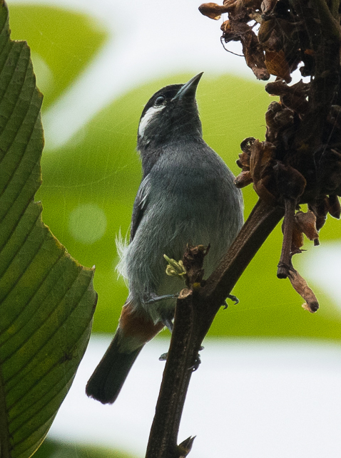 White-eared Conebill