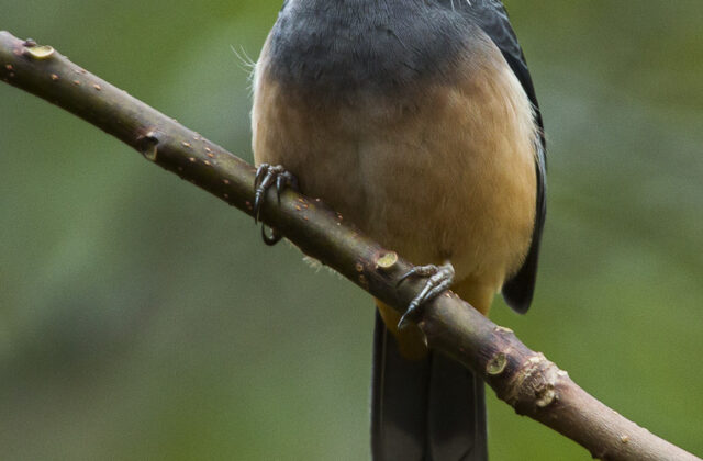 White-eared Sibia