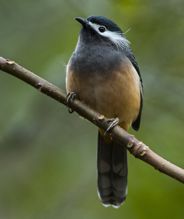 White-eared Sibia