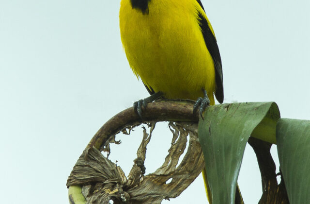White-edged Oriole