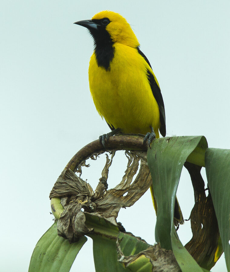 White-edged Oriole