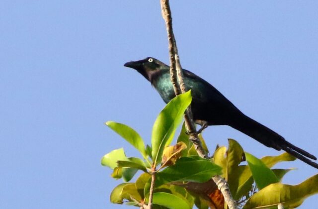 White-eyed Starling