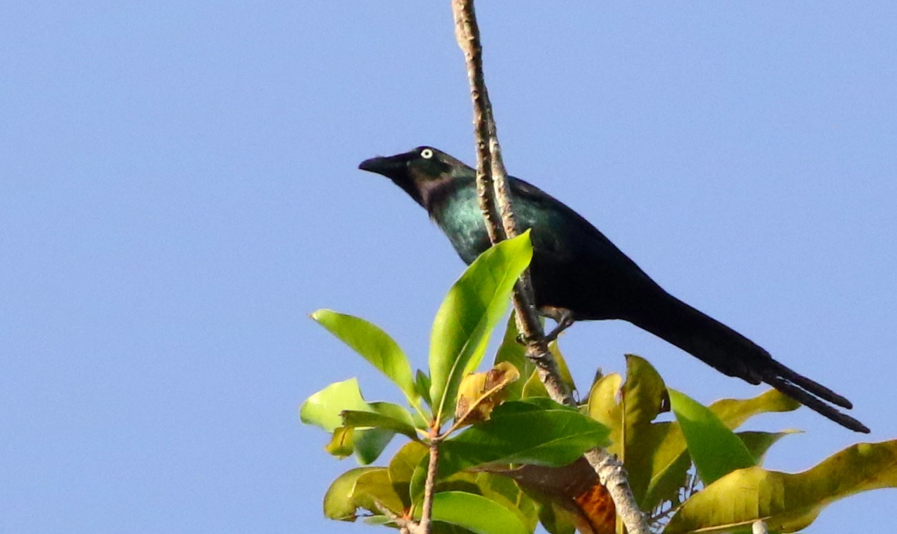 White-eyed Starling