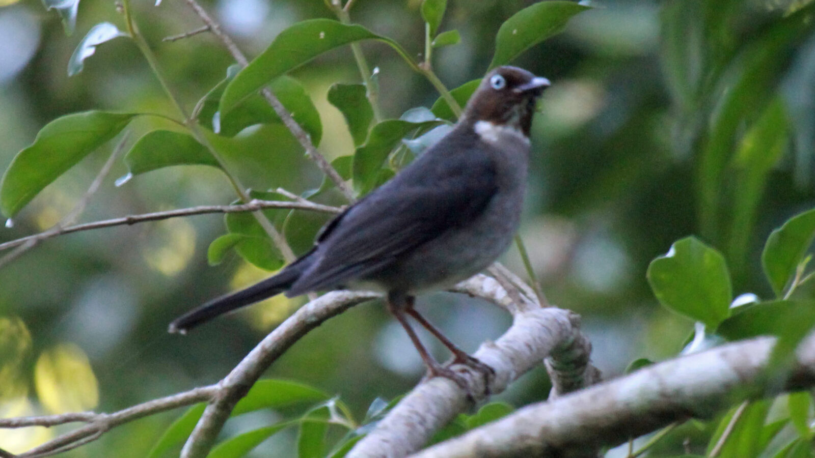 White-eyed Thrush