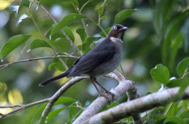 White-eyed Thrush