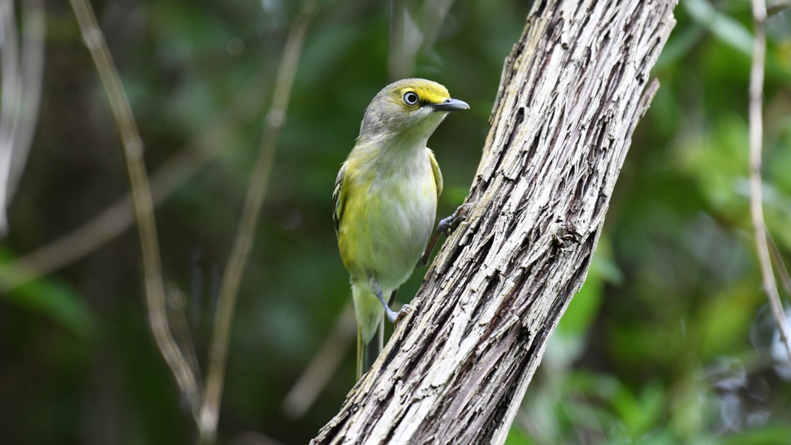 White-eyed Vireo