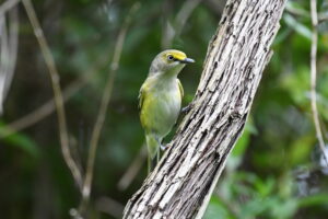 White-eyed Vireo