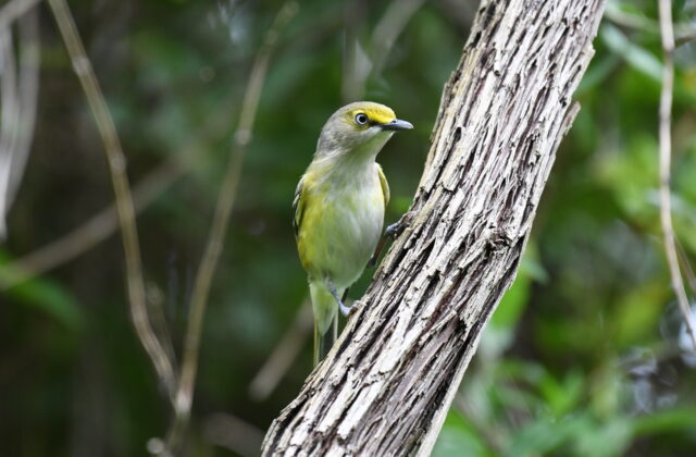 White-eyed Vireo