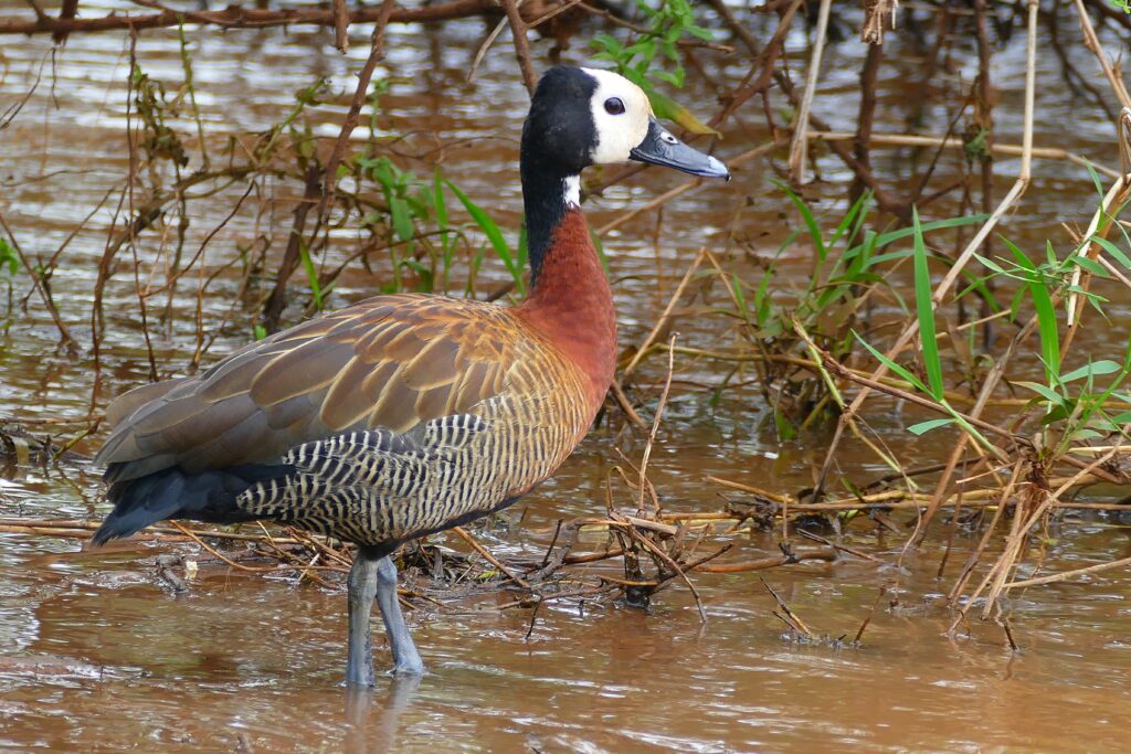 White-faced Whistling Duck