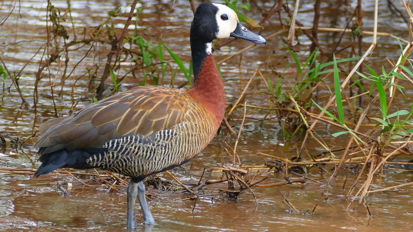 White-faced Whistling Duck