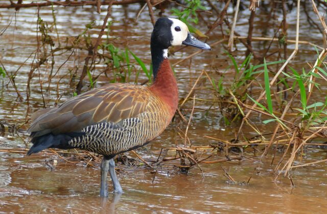 White-faced Whistling Duck