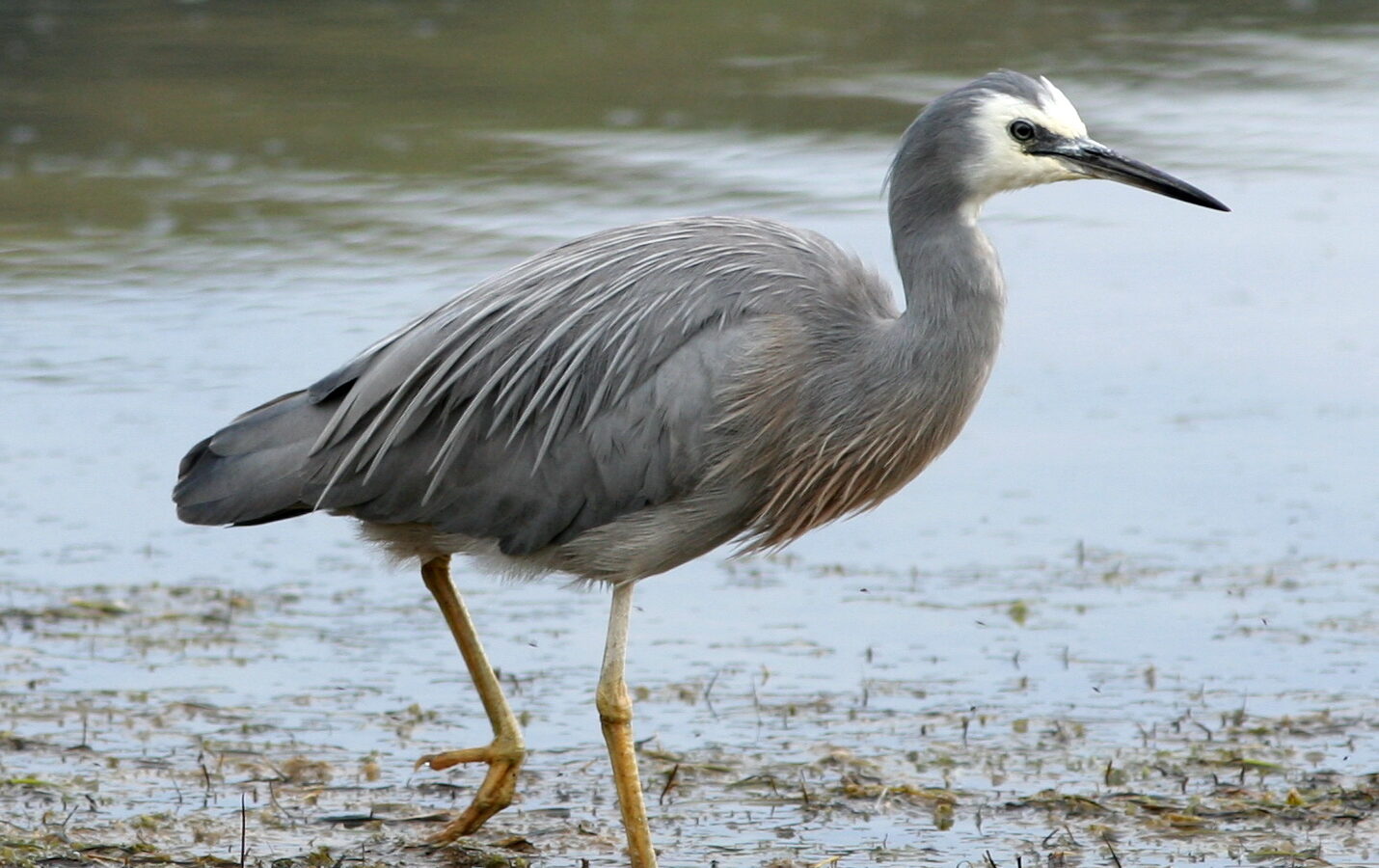 White-faced Heron