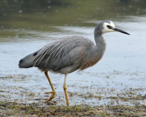 White-faced Heron