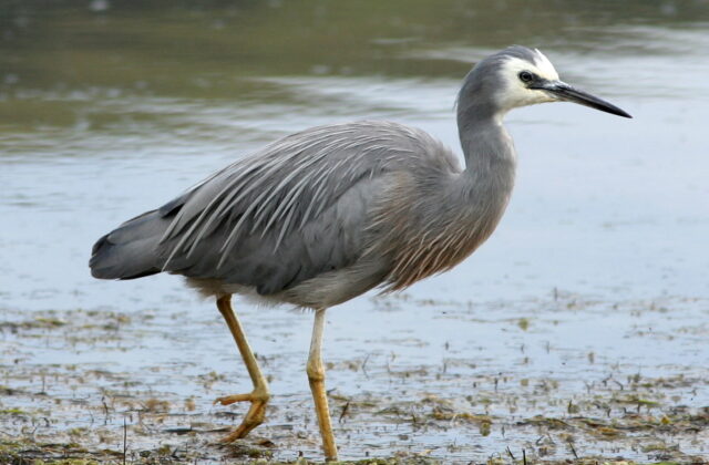 White-faced Heron