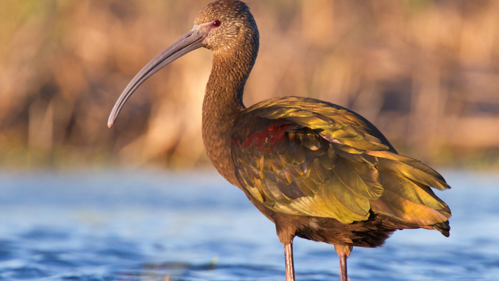 White-faced Ibis