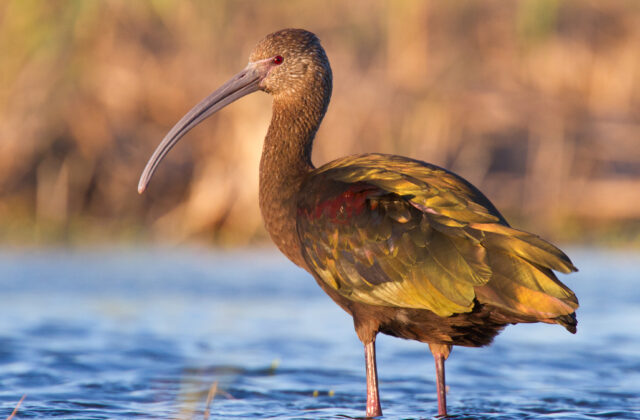 White-faced Ibis