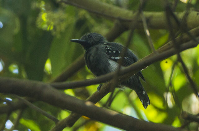 Silvery-flanked Antwren