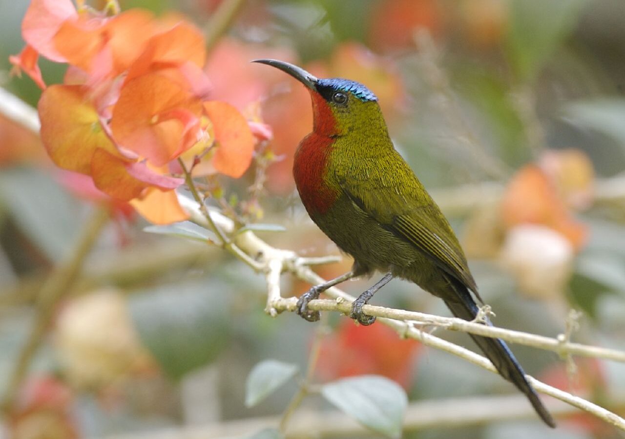 White-flanked Sunbird