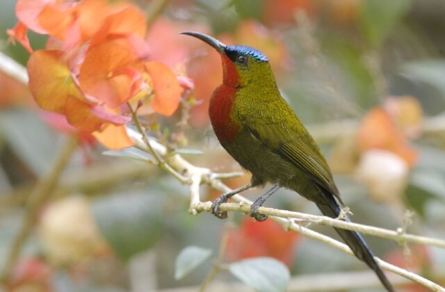 White-flanked Sunbird