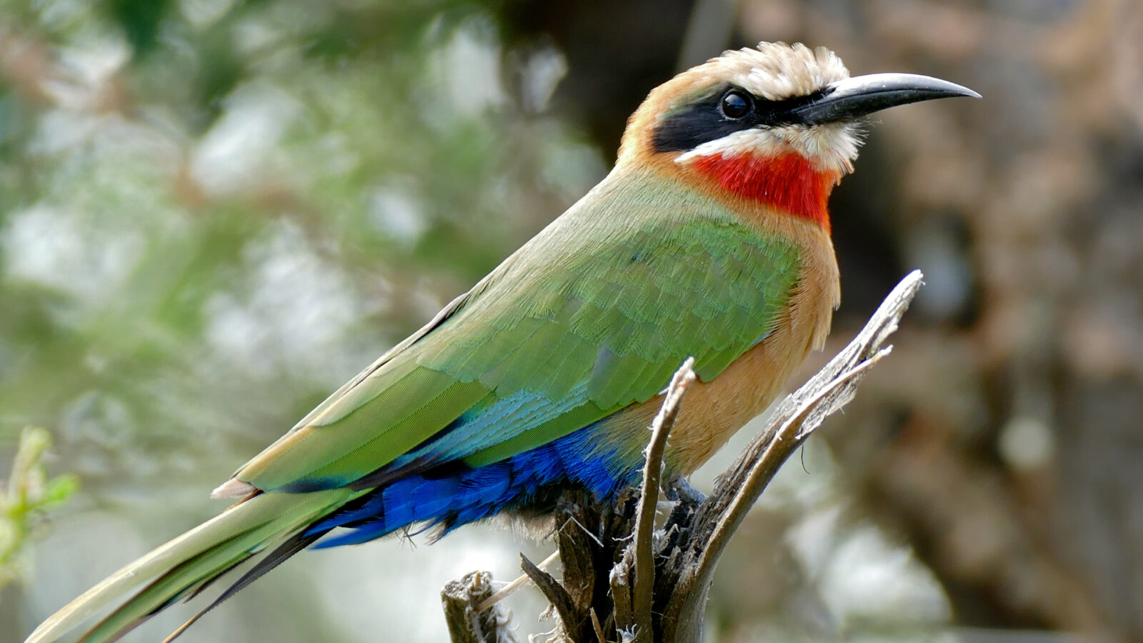 White-fronted Bee-eater