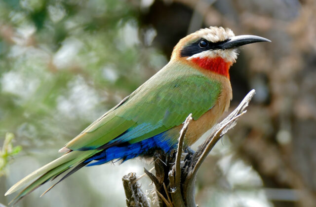 White-fronted Bee-eater