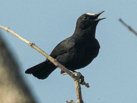 White-fronted Black Chat