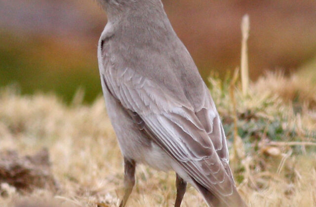 White-fronted Ground Tyrant