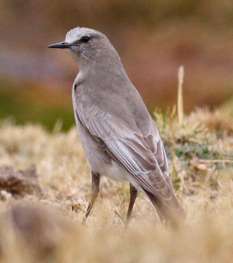 White-fronted Ground Tyrant