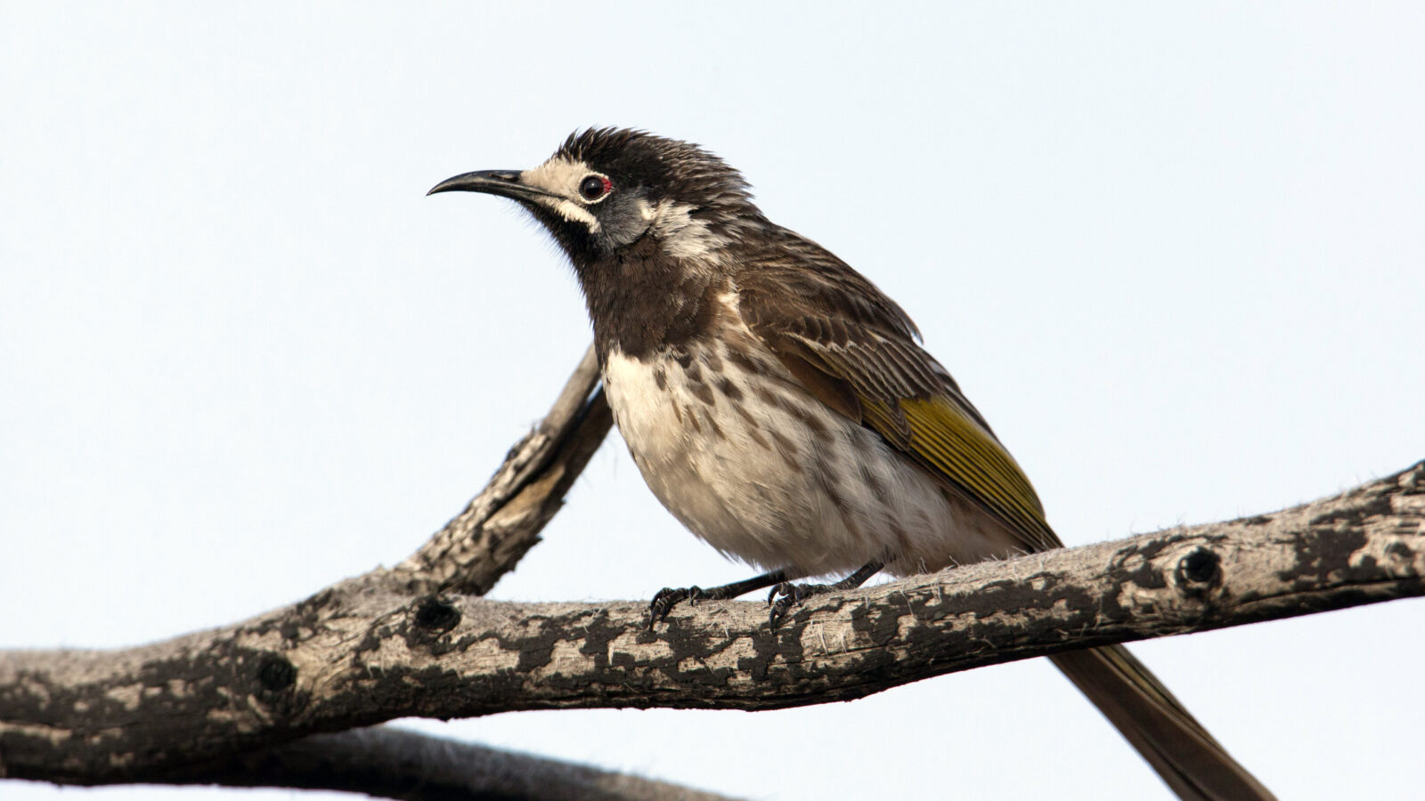 White-fronted Honeyeater