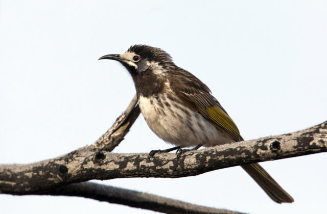 White-fronted Honeyeater