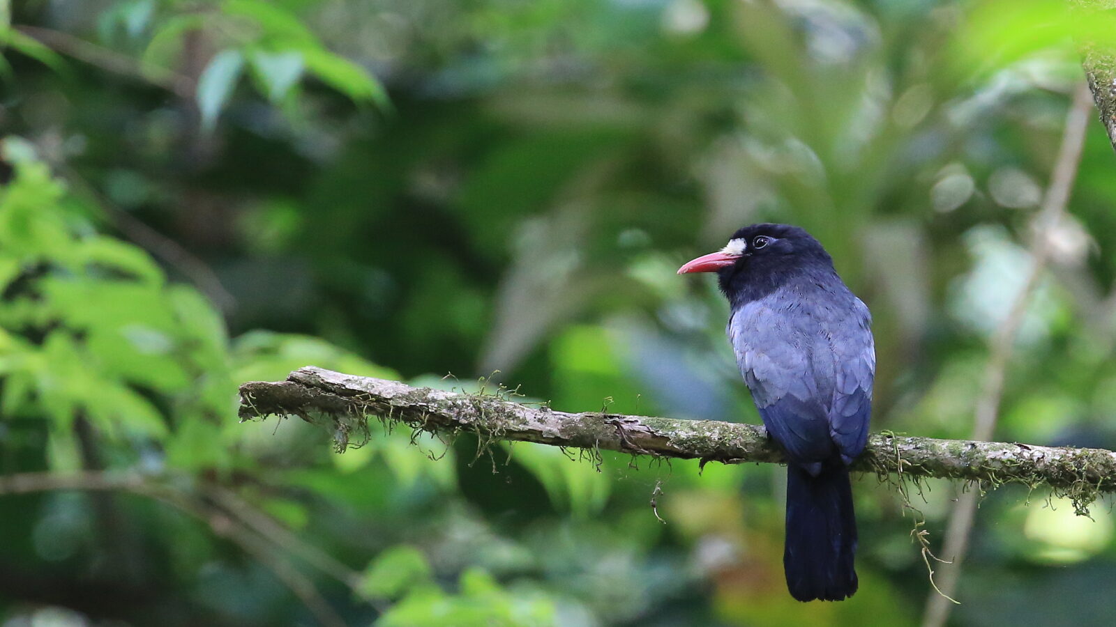 White-fronted Nunbird
