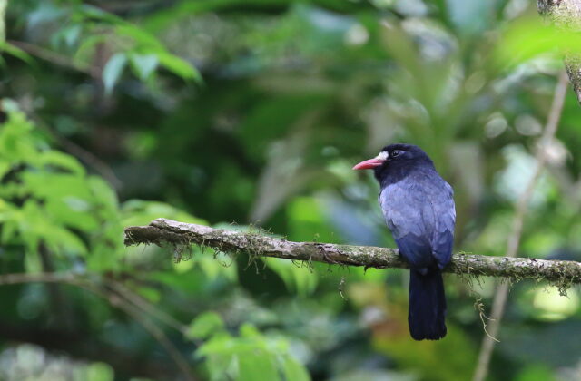 White-fronted Nunbird