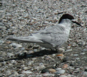 White-fronted Tern