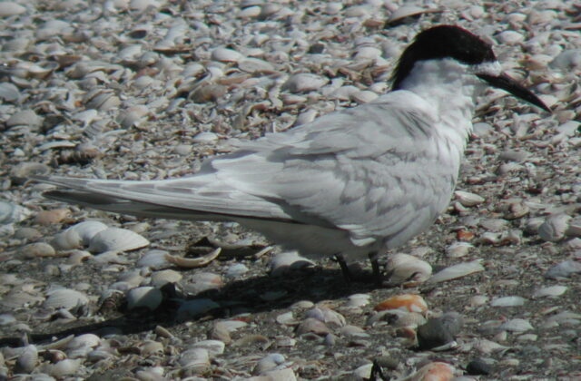 White-fronted Tern