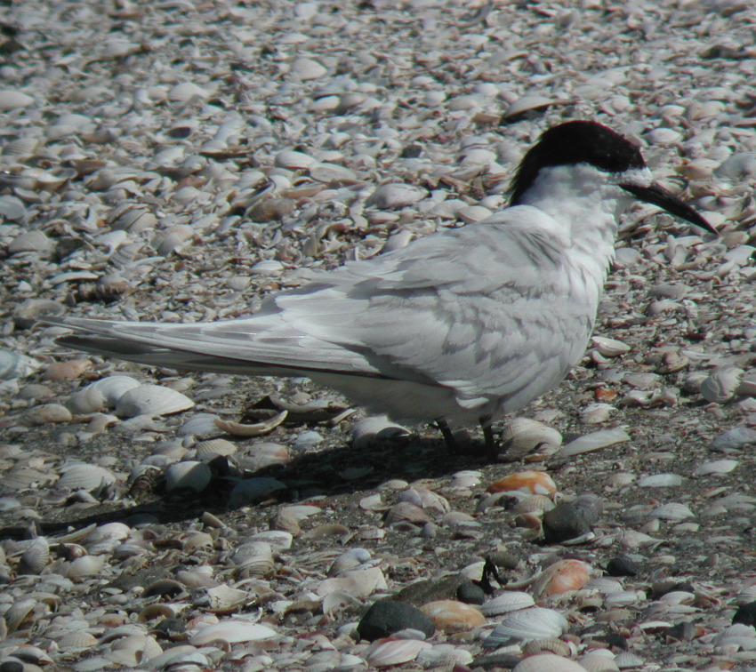 White-fronted Tern