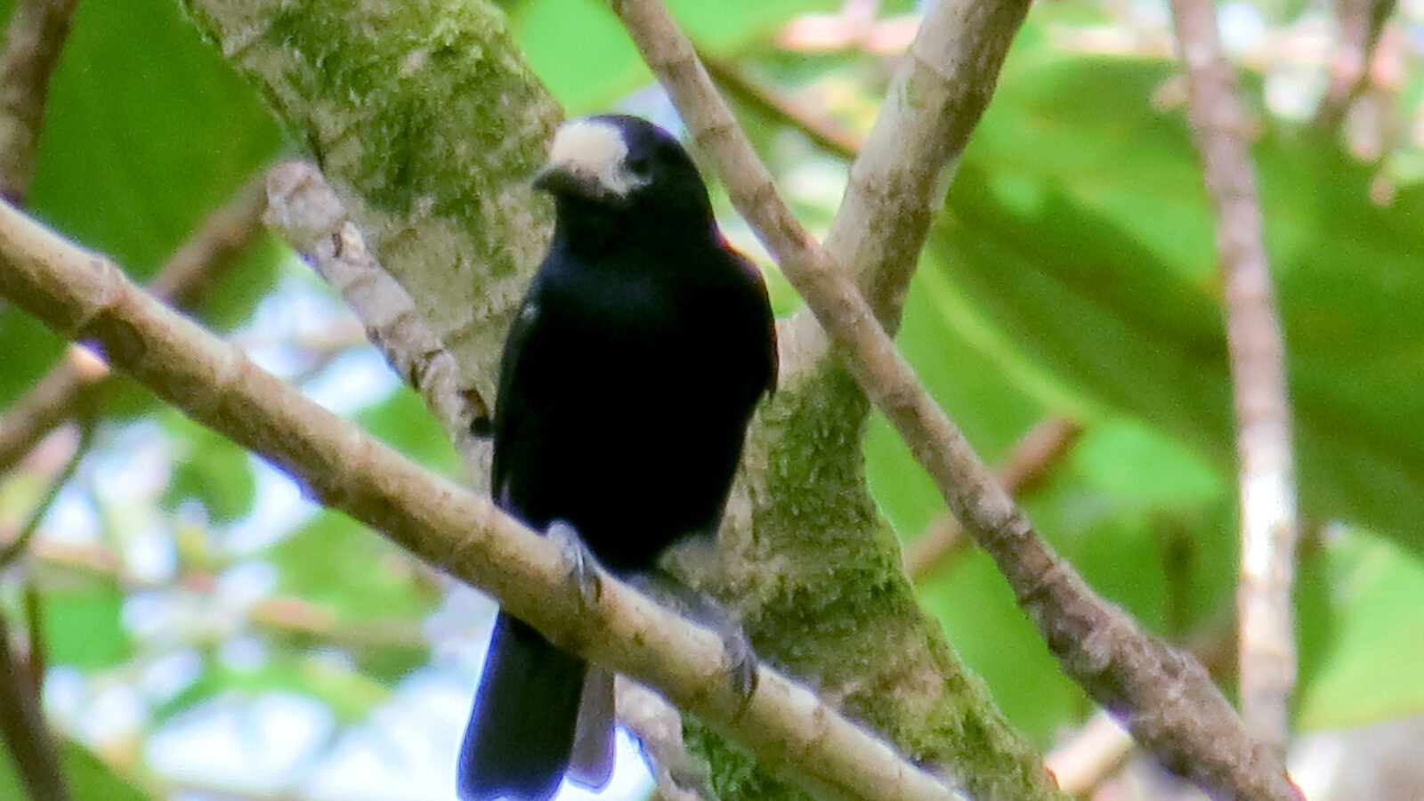 White-fronted Tit